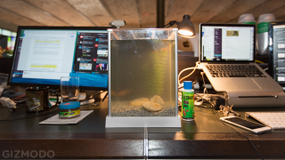 Illustration for article titled A Same-Day Delivery Startup Brought Me a Fish We Both Assumed Would Die